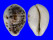 CYPRAEIDAE CYPRAEA TIGRIS shell