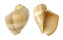 VOLUTIDAE MELO BRODERIPII shell