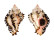 MURICIDAE CHICOREUS STAINFORTHI shell