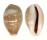 CYPRAEIDAE CYPRAEA VITELLUS shell