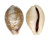 CYPRAEIDAE CYPRAEA VITELLUS shell