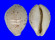 CYPRAEIDAE CYPRAEA TIGRIS PARDALIS shell