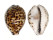 CYPRAEIDAE CYPRAEA TIGRIS shell