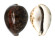 CYPRAEIDAE CYPRAEA TIGRIS shell