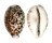 CYPRAEIDAE CYPRAEA TIGRIS shell