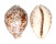 CYPRAEIDAE CYPRAEA TIGRIS shell
