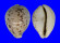 CYPRAEIDAE CYPRAEA TIGRIS PARDALIS shell