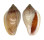 MARGINELLIDAE MARGINELLA GLABELLA shell