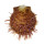 SPONDYLIDAE SPONDYLUS MULTISETOSUS shell