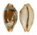 CYPRAEIDAE BISTOLIDA STOLIDA STOLIDA shell