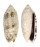 OLIVIDAE OLIVA CAERULEA shell