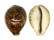 CYPRAEIDAE CYPRAEA TIGRIS shell
