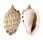 CASSIDAE PHALIUM FIMBRIA shell