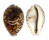 CYPRAEIDAE CYPRAEA TIGRIS shell
