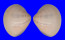 VENERIDAE MERETRIX MERETRIX shell
