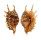STROMBIDAE LAMBIS VERTRIESTI shell