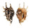 STROMBIDAE LAMBIS LAMBIS shell