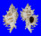 MURICIDAE CHICOREUS CNISSODUS shell