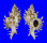 MURICIDAE CHICOREUS CNISSODUS shell