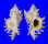 MURICIDAE CHICOREUS CNISSODUS shell