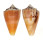 CONIDAE CONUS REGIUS CITRINUS shell