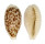 CYPRAEIDAE CYPRAEA COXENI HESPERINA shell