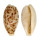 CYPRAEIDAE CYPRAEA COXENI HESPERINA shell