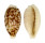 CYPRAEIDAE CYPRAEA COXENI HESPERINA shell