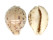 CYPRAEIDAE CYPRAEA TIGRIS PARDALIS shell
