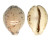 CYPRAEIDAE CYPRAEA TIGRIS PARDALIS shell