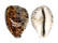 CYPRAEIDAE CYPRAEA TIGRIS shell