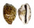 CYPRAEIDAE CYPRAEA TIGRIS shell