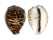 CYPRAEIDAE CYPRAEA TIGRIS shell