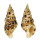 COLUBRARIIDAE COLUBRARIA MURICATA shell