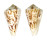 CONIDAE CONUS CLERII shell