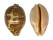 CYPRAEIDAE LEPOCYPRAEA MAPPA shell