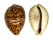 CYPRAEIDAE CYPRAEA TIGRIS shell