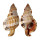 RANELLIDAE CYMATIUM PILEARE shell