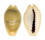 CYPRAEIDAE MONETARIA MONETA ROSTRATE shell