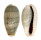 CYPRAEIDAE CYPRAEA ERRONES ERRONES shell