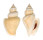 STROMBIDAE STROMBUS CANARIUM shell