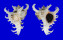 MURICIDAE CHICOREUS RAMOSUS shell