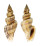 STROMBIDAE STROMBUS URCEUS shell