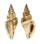 STROMBIDAE STROMBUS URCEUS shell