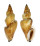 STROMBIDAE STROMBUS URCEUS shell