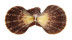 PECTINIDAE AZUMAPECTEN RUSCHENBERGERII shell