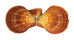 PECTINIDAE AZUMAPECTEN RUSCHENBERGERII shell