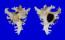 MURICIDAE CHICOREUS RAMOSUS shell