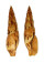 MITRIDAE MITRA INCOMPTA shell