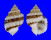 CANCELLARIIDAE CANCELLARIA CANCELLATA shell